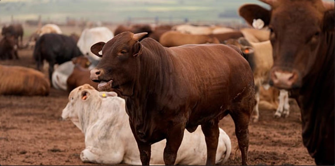 Capture d’écran 2026-03-09 153436