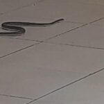 thumb_1260x800_69e2a3306c67c_tbZixaaueK