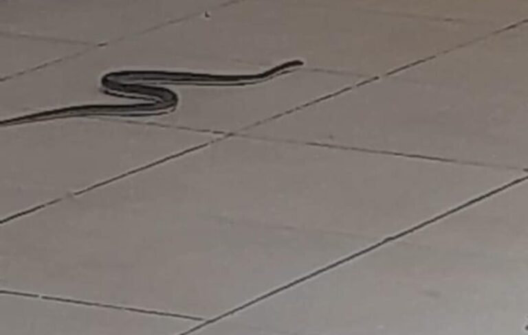 thumb_1260x800_69e2a3306c67c_tbZixaaueK