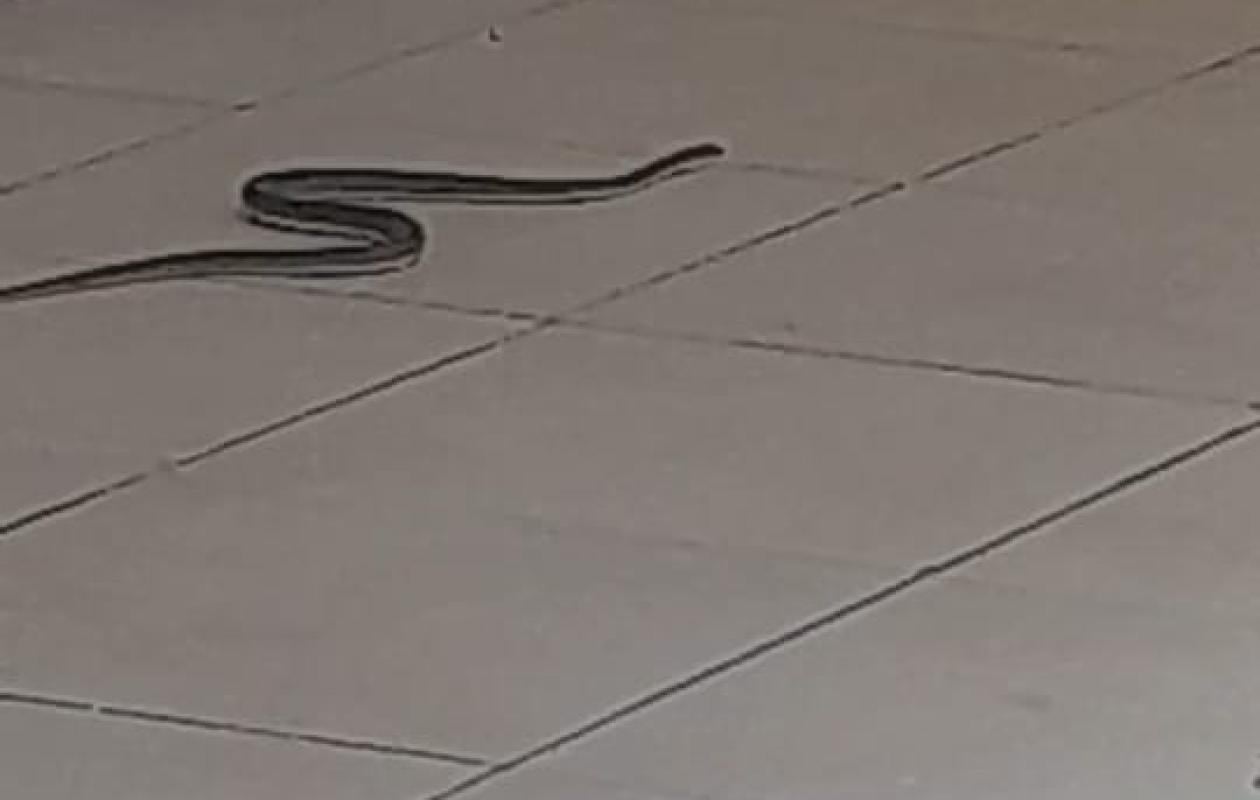 thumb_1260x800_69e2a3306c67c_tbZixaaueK